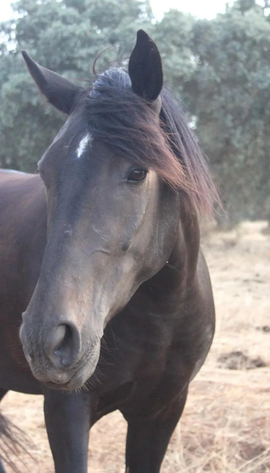Horse in carousel