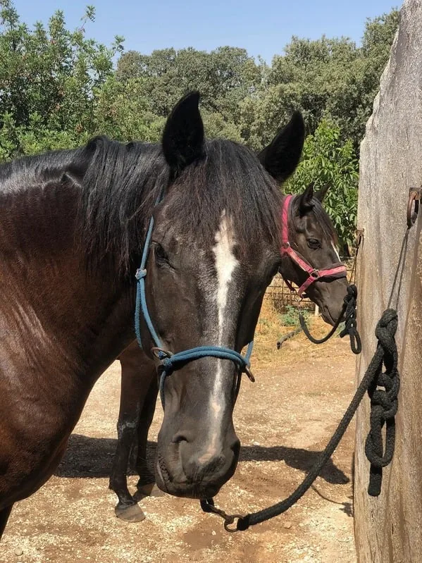 Horse in carousel
