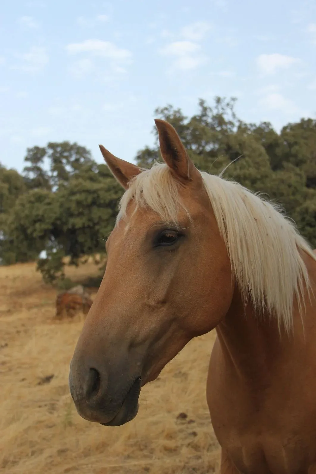 Horse in carousel