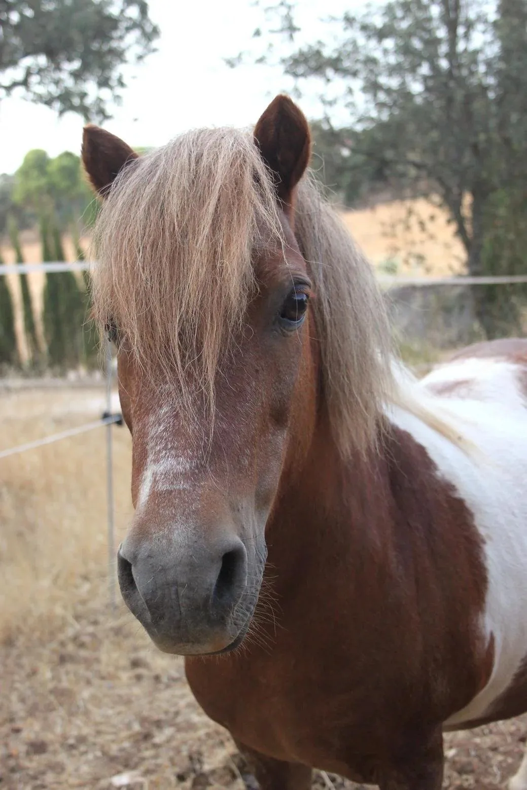 Horse in carousel