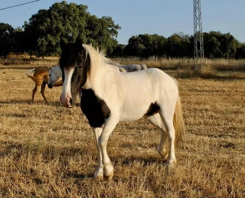Horse in carousel