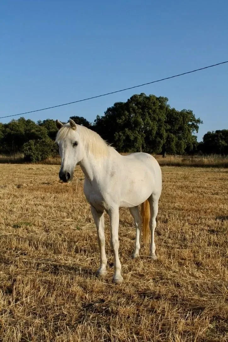 Horse in carousel