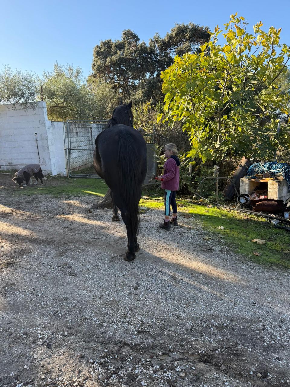Child and horse during equine therapy at El Prado de Paez